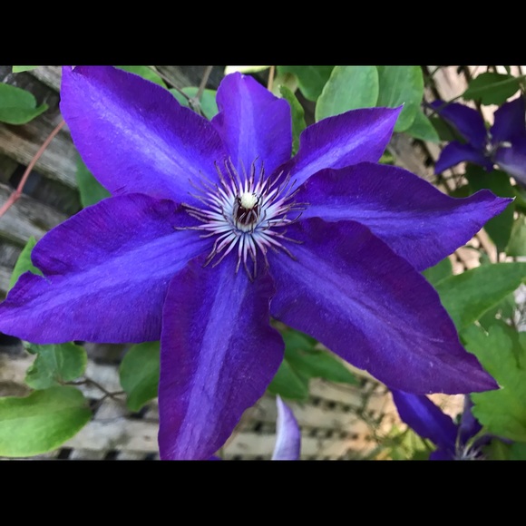 Meet your Posher, Lila - Picture 1 of 1